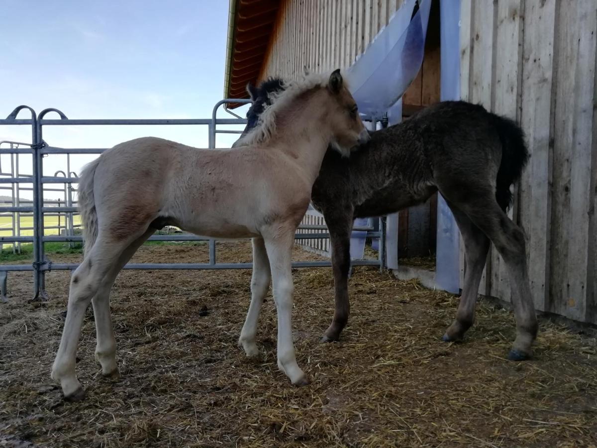 Ponyhof Adam Urlaub Auf Dem Bauernhof Eschlkam
