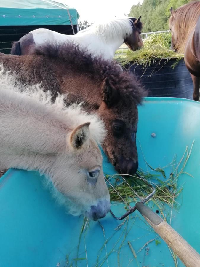 Ponyhof Adam Urlaub Auf Dem Bauernhof *