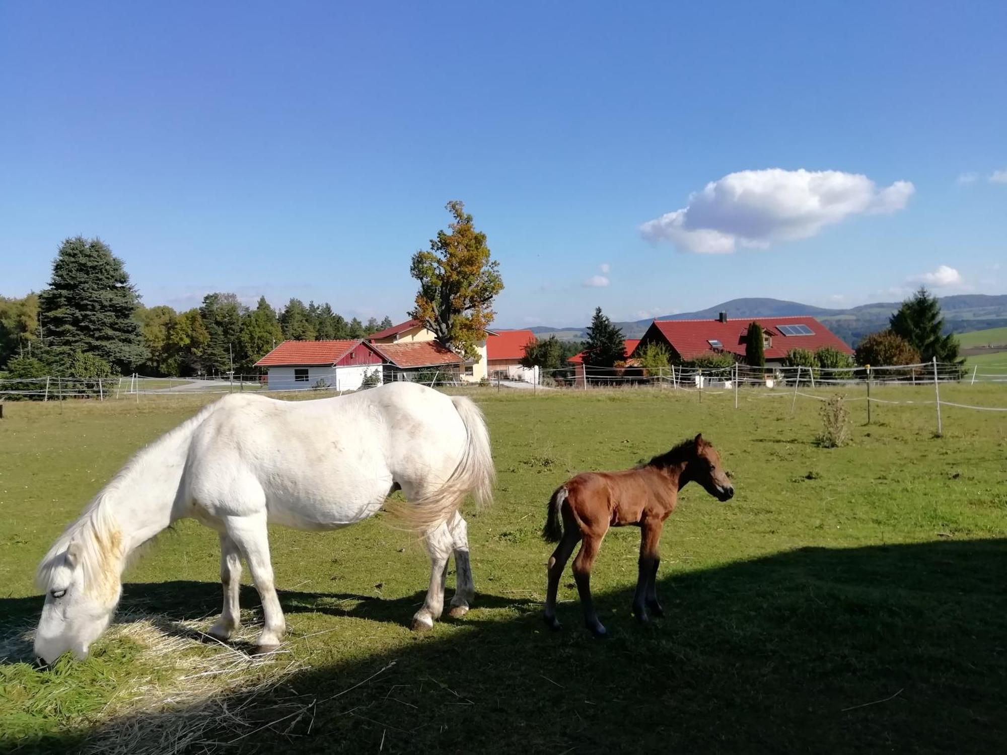 Ponyhof Adam Urlaub Auf Dem Bauernhof Apartment *
