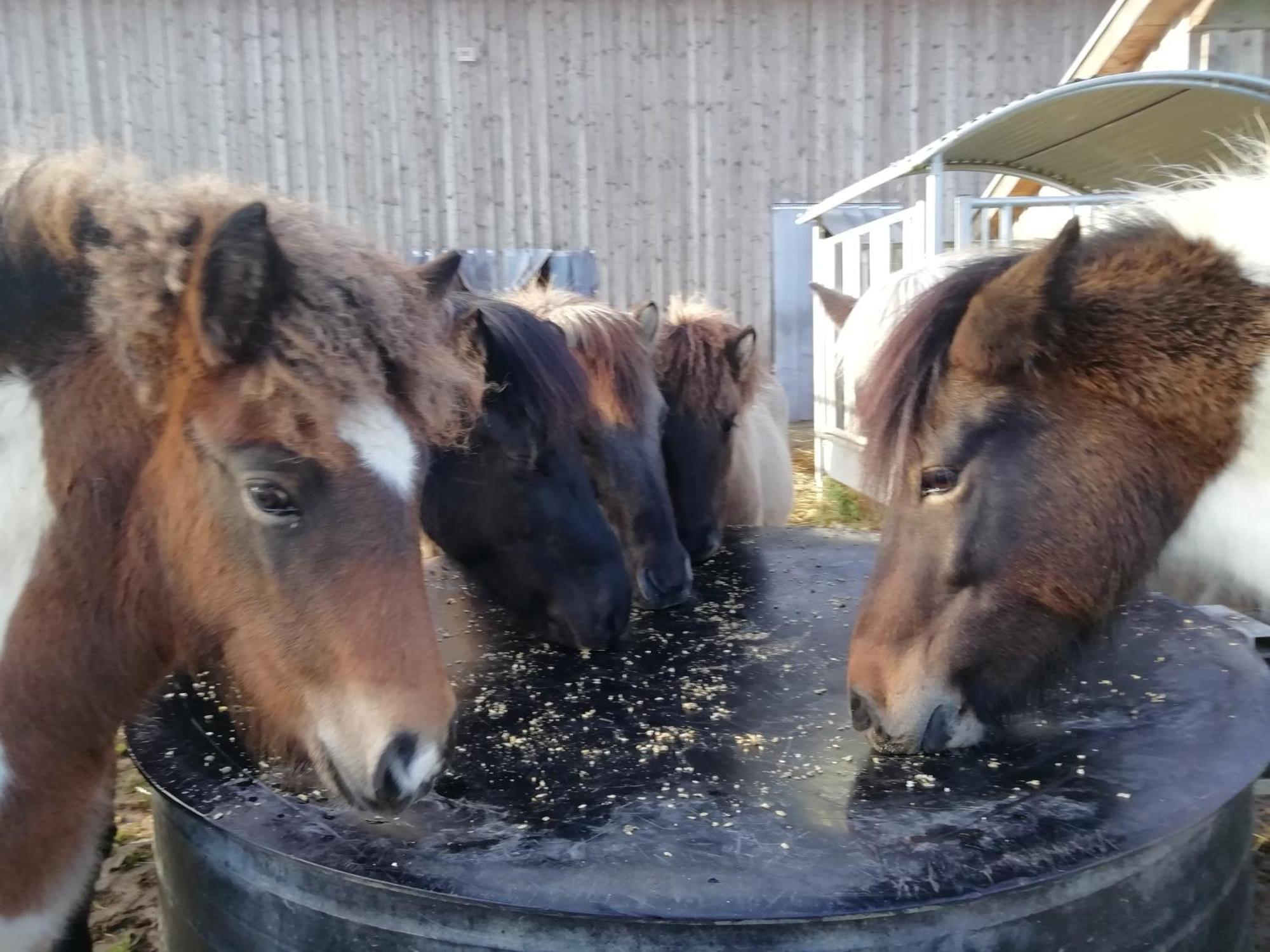 Apartment Ponyhof Adam Urlaub Auf Dem Bauernhof