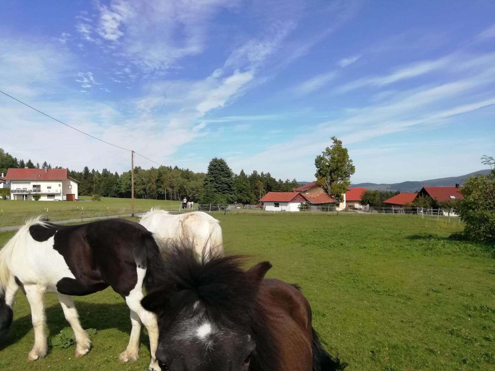 Ponyhof Adam Urlaub Auf Dem Bauernhof Apartment