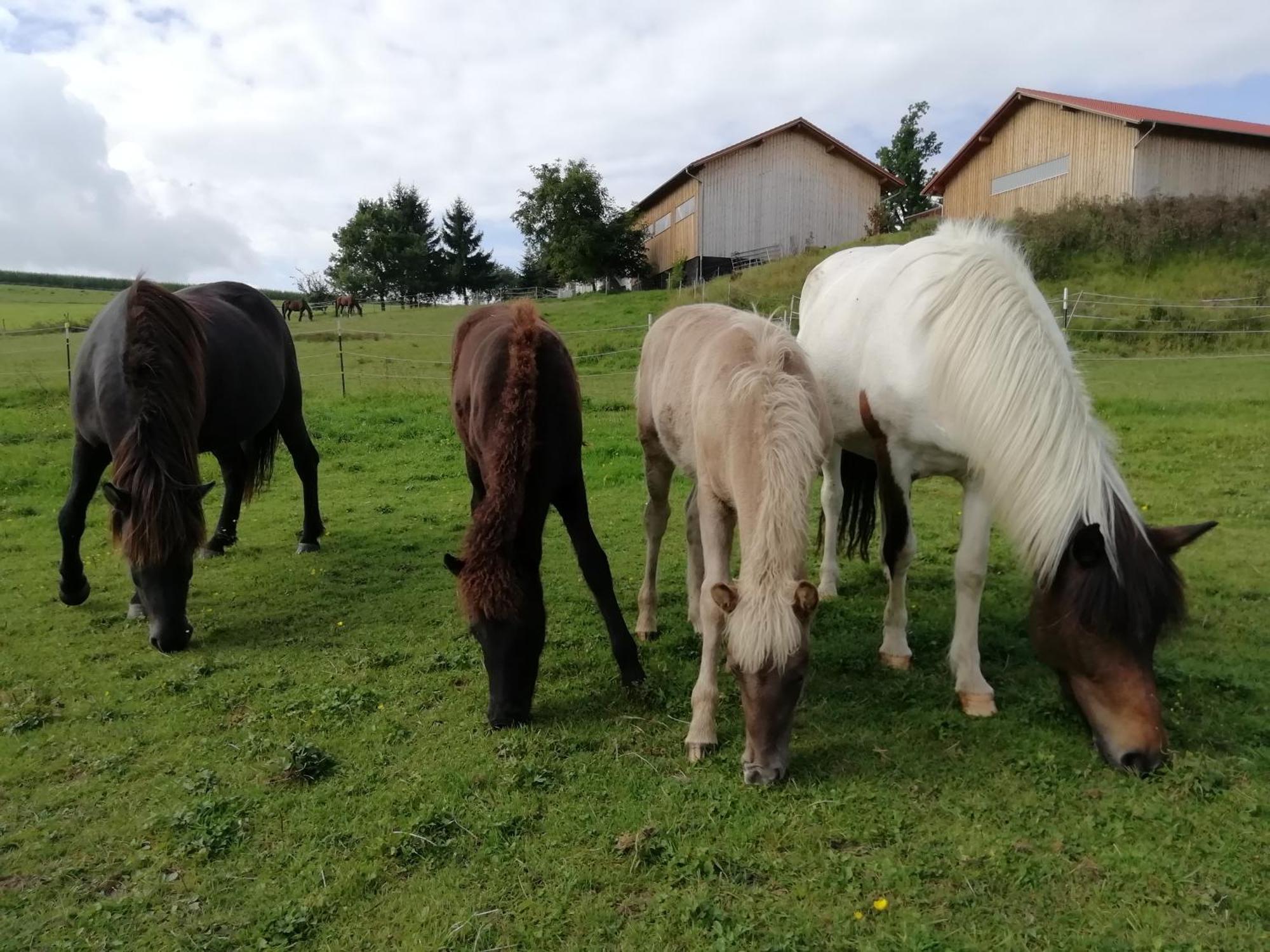 Ponyhof Adam Urlaub Auf Dem Bauernhof Apartment