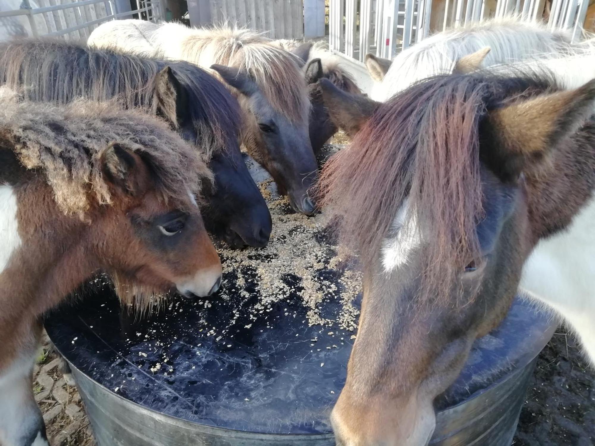 Ponyhof Adam Urlaub Auf Dem Bauernhof Apartment Eschlkam