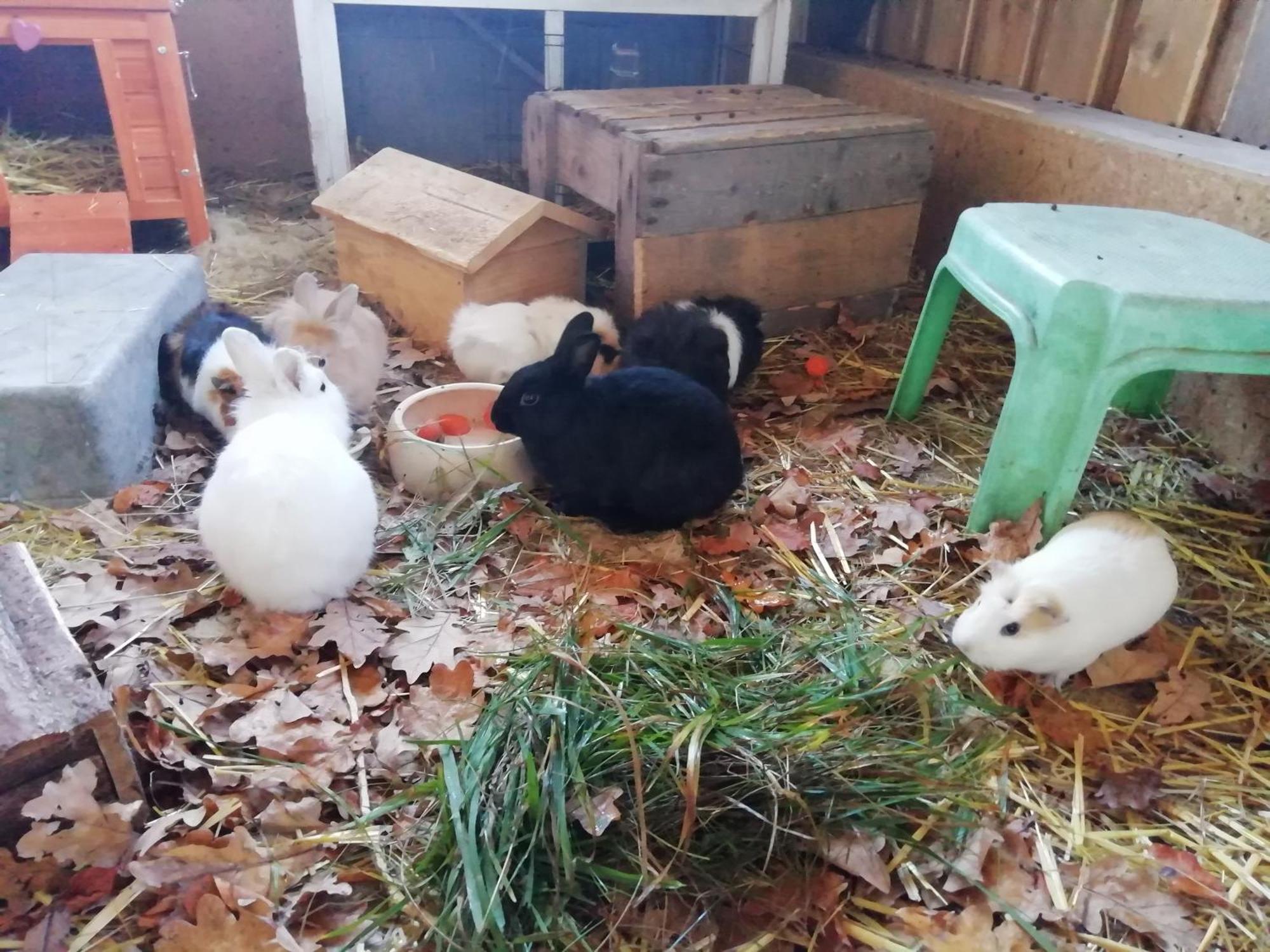 Apartamento Ponyhof Adam Urlaub Auf Dem Bauernhof *