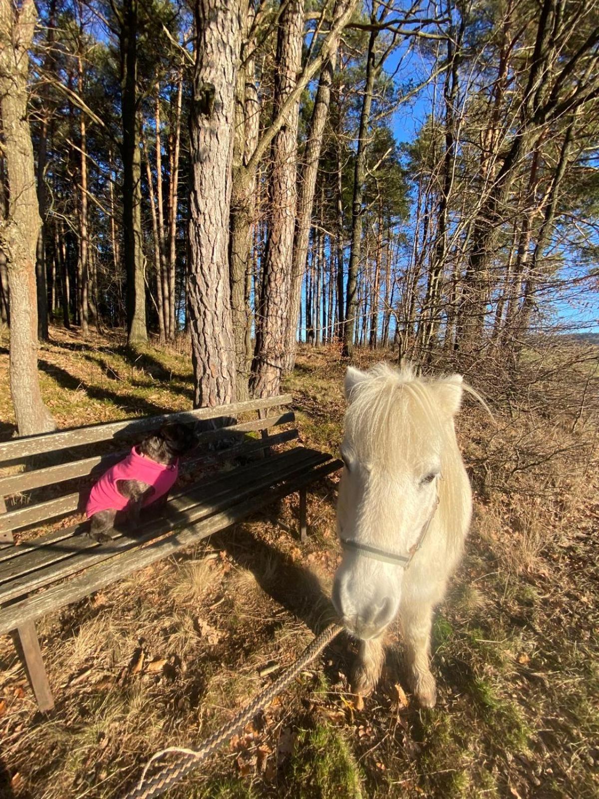 Ponyhof Adam Urlaub Auf Dem Bauernhof *