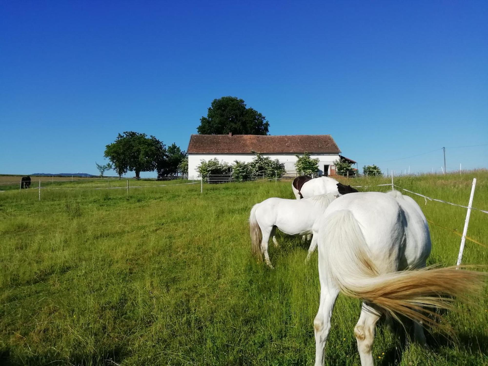 Ponyhof Adam Urlaub Auf Dem Bauernhof * Eschlkam