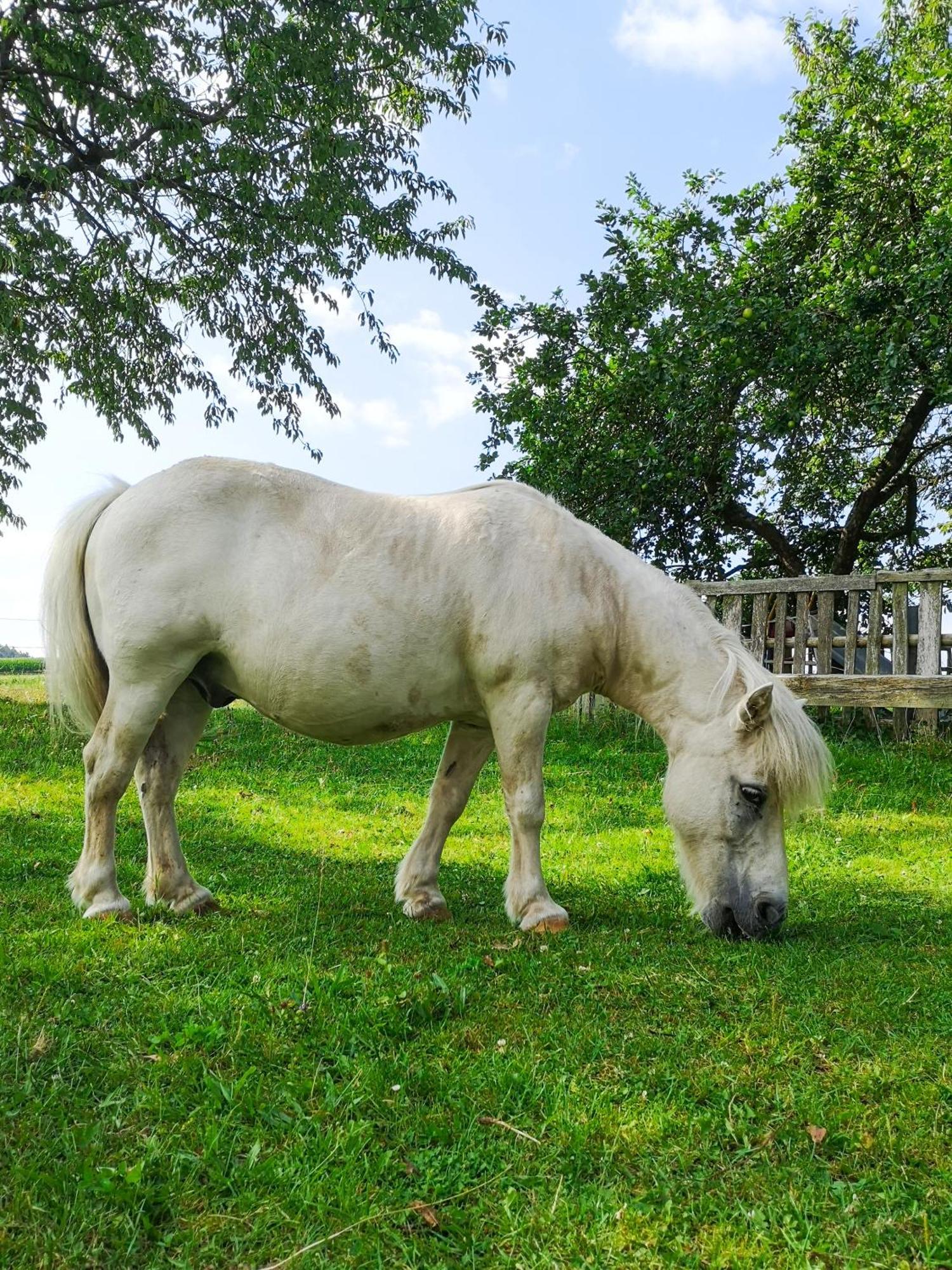 Apartamento Ponyhof Adam Urlaub Auf Dem Bauernhof *
