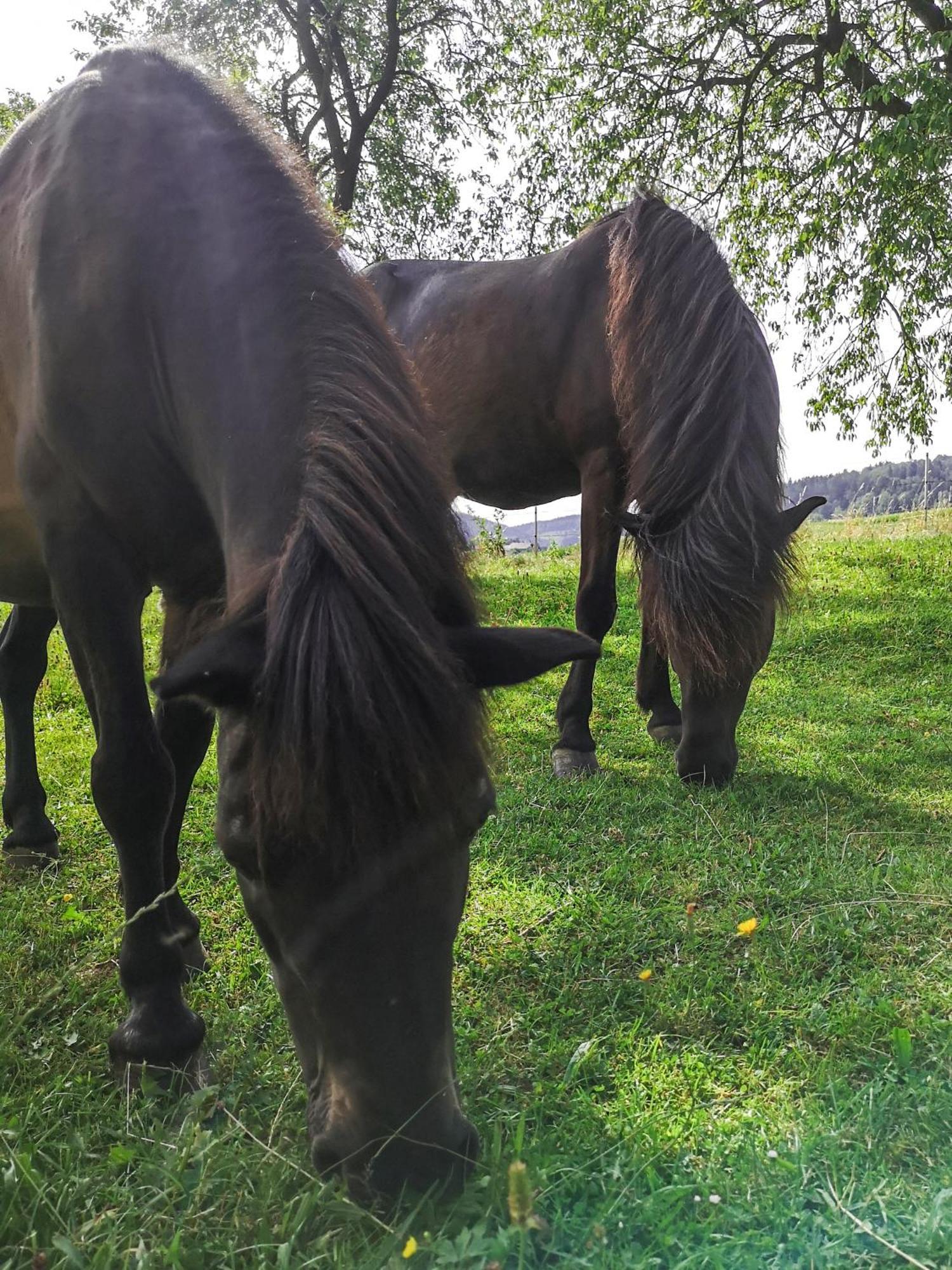 Apartamento Ponyhof Adam Urlaub Auf Dem Bauernhof Eschlkam