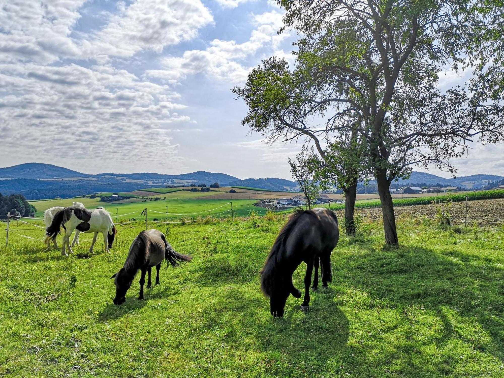 Ponyhof Adam Urlaub Auf Dem Bauernhof *
