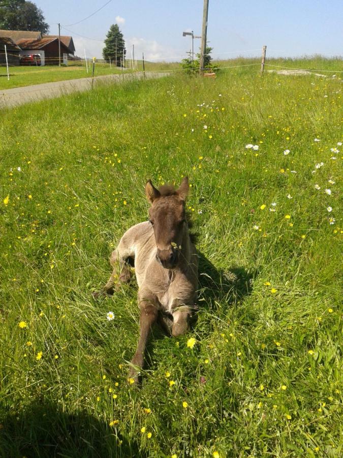 Apartment Ponyhof Adam Urlaub Auf Dem Bauernhof Eschlkam
